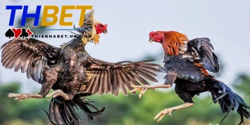 Sảnh đá gà Thienhabet mang đến những lợi ích siêu hấp dẫn khi chơi